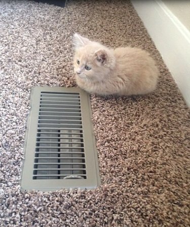 A kitten loafing next to a vent