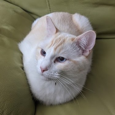 A cream-colored cat sits in loaf formation, wedged into the corner of a couch.