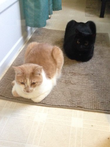 Two cats loafing on a rug in a line formation