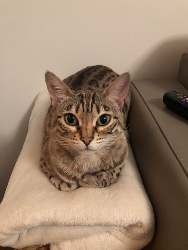 A Bengal cat loafing on top of a folded white blanket