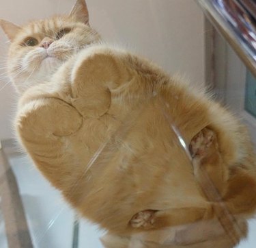 An underside view of a cat loafing on a glass table