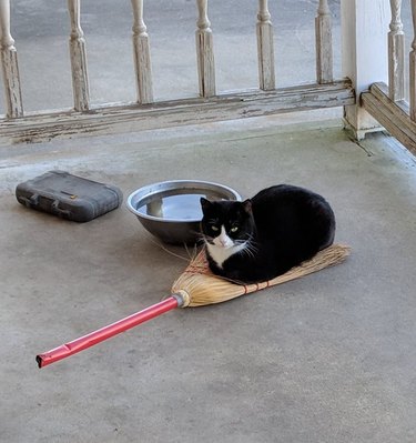 A black and white cat loafing on a broom