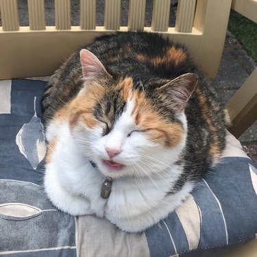A cat loafing with their eyes closed and their tongue sticking out slightly.