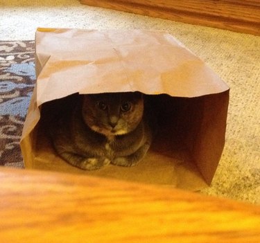A cat loafing inside of a paper grocery bag