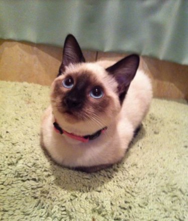 A little white cat with a brown face and brown ears, loafing on a green carpet