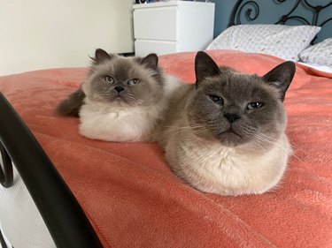 Two cute brown and white cats loafing on a bed