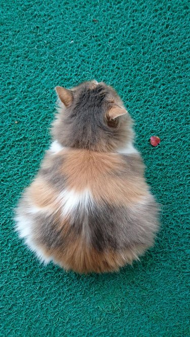 Aerial view of a fluffy cat loafing