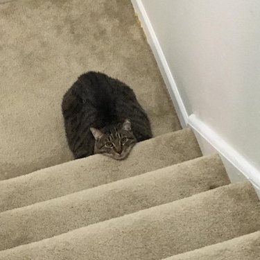 A tabby cat sits at the base of some stairs with their head resting on the bottom stair.