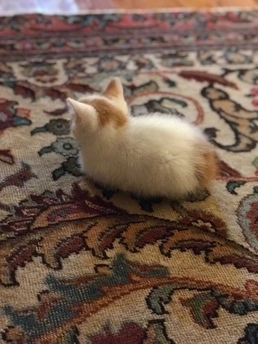 A teeny tiny white and orange kitten in loaf formation on a rug, seen from behind