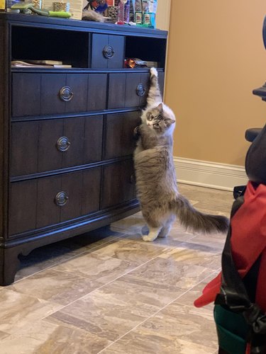 Cat with white paws reaching for treats.