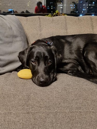 Black Labrador lays on a couch with a peeled potato next to his face.