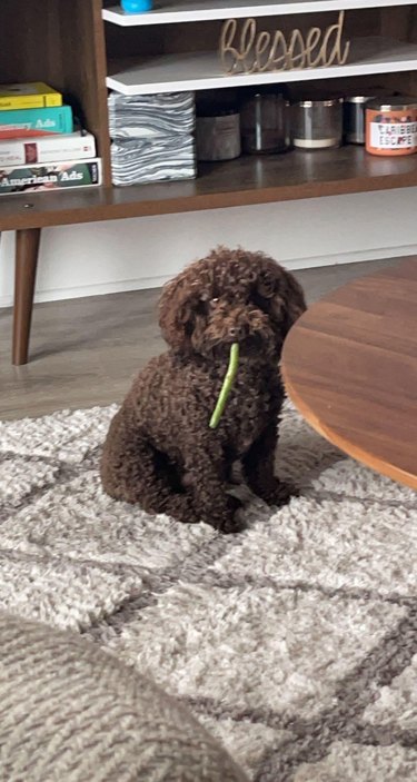 Small brown dog with a single long green bean in their mouth.