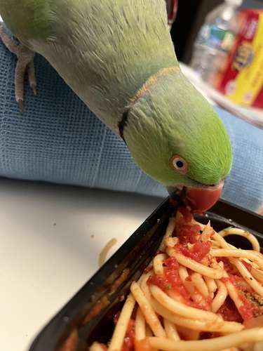 Green parrot tries to take a spaghetti noodle.