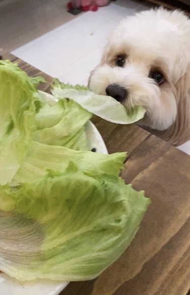Dog steals single lettuce leaf from pile.