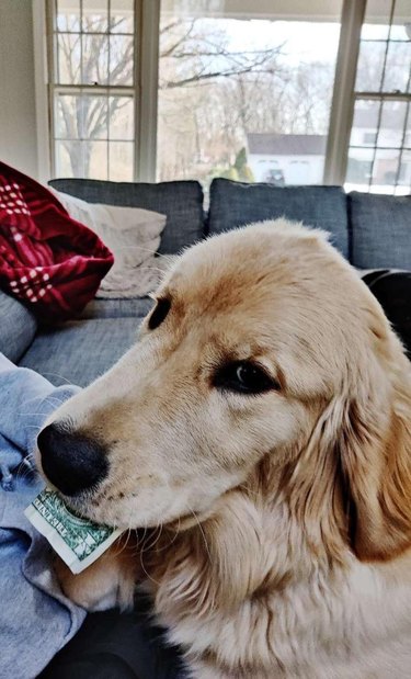 Golden retriever with a dollar bill in their mouth.