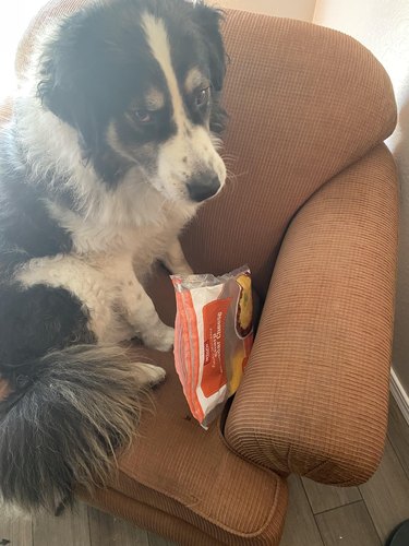 Dog on a armchair with a bag of shredded cheese.
