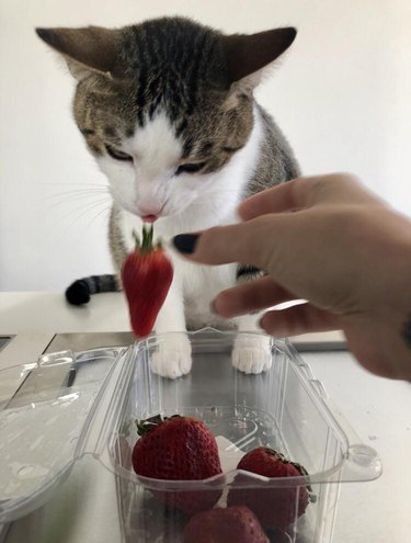 Cat taking a strawberry from a carton of strawberries.