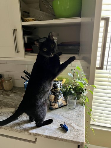 Black cat on a kitchen counter reaches into an open cabinet.