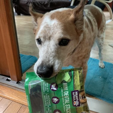 Dog holding bag of dental treats in their mouth.