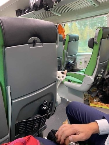 white cat on train or bus.