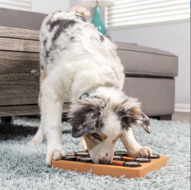 dog playing with an easy puzzle toy