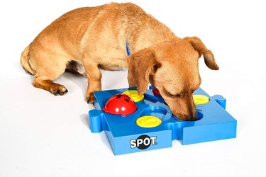 easy puzzle toy for dogs
