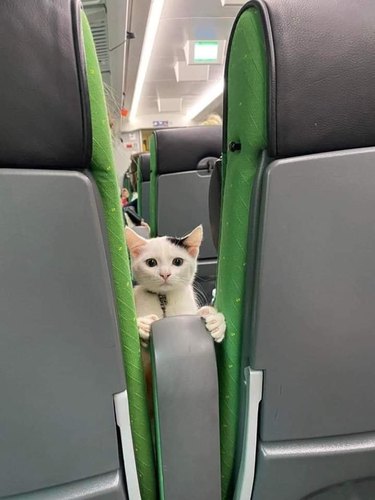 cat on train wants to play with your phone.