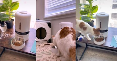 TikTok video stills of a cat eating from an automatic cat feeder.