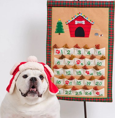 White bulldog in a holiday hat sitting next to a handmade, reusable advent calendar with a red dog house and Christmas tree on it.