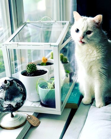 plants protected in a glass box and a white cat beside