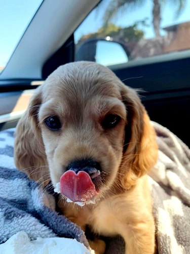 dog licking their nose from drinking their first 'puppachino'