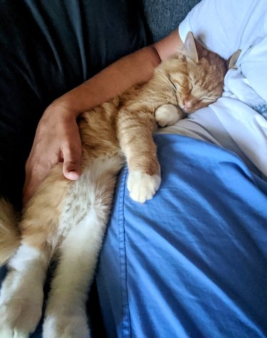cat snuggles with travel nurse