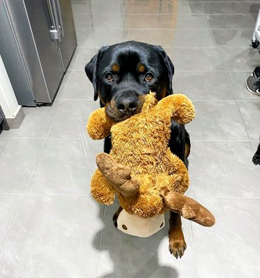 dog carries plush stuffed animal everywhere