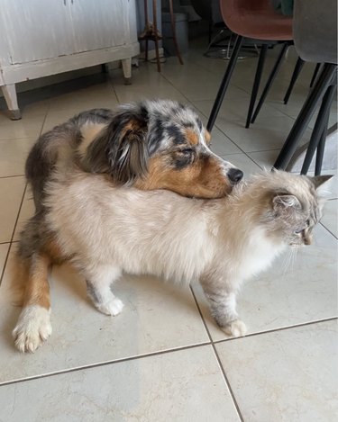 a dog resting its snout on a cat's back.