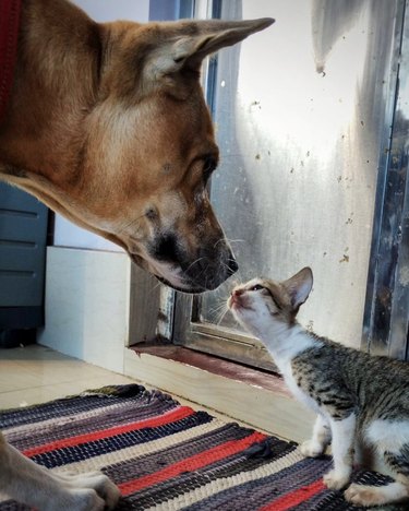 a big dog and tiny cat looking at each other in profile.