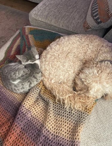 a dog and cat curled up opposite each other.