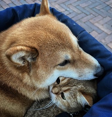 a dog cuddled up close with a cat.