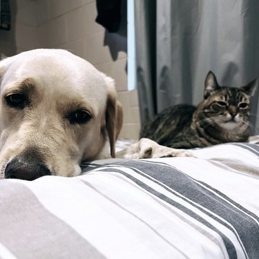 a dog and cat lying on a bed together.