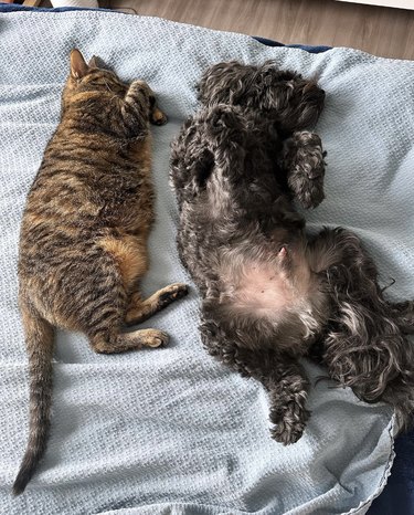 a dog and cat lying on a blanket with their tummies showing.