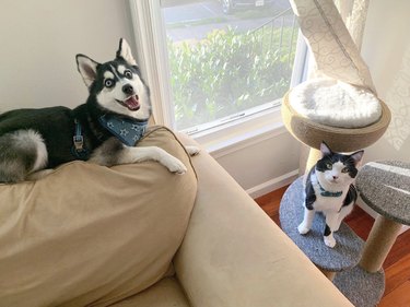 a dog and cat sitting opposite each other in a living room.