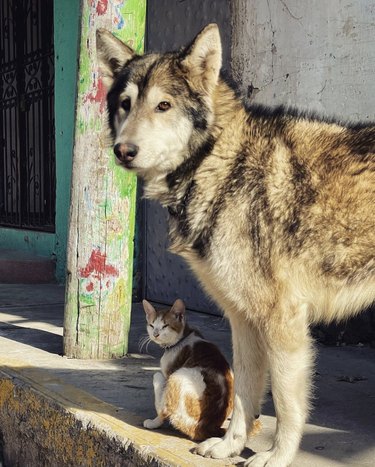 a big dog standing over a smaller cat.