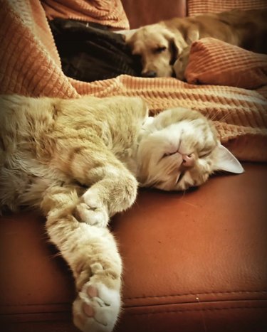 a dog and cat comfortably napping on a couch.