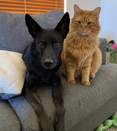 a black dog and orange cat sitting next to each other on a couch.