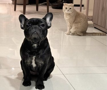 a french bulldog in the foreground with a cat in the background.