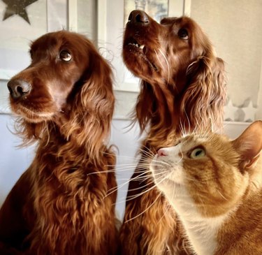 two dogs and a cat looking up.