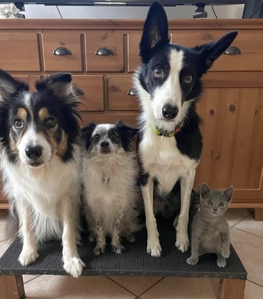three dogs and a tiny cat sitting in a row.