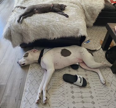 a dog and cat sleeping in opposite positions.