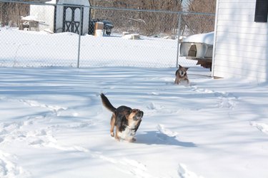 Dog running through snowy yard.