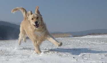 Golden retriever running in snow-covered field.