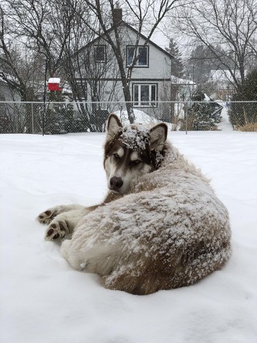 Husky curled up in the snow.